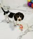 Beagle Puppies for sale in Miami, FL 33177, USA. price: $1,700
