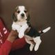 Beagle Puppies for sale in West Delhi, Delhi, India. price: 26000 INR