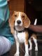 Beagle Puppies for sale in Kanjirappally, Kerala, India. price: 20000 INR