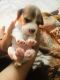 Beagle Puppies for sale in Gorakhpur, Uttar Pradesh, India. price: 15000 INR