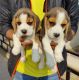 Beagle Puppies for sale in Delhi, India. price: NA