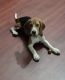 Beagle Puppies for sale in Ashok Nagar, Chennai, Tamil Nadu, India. price: 22000 INR