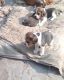 Beagle Puppies for sale in Cuttack, Odisha, India. price: 25000 INR