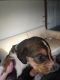 Beagle Puppies for sale in 8063 Howe Rd, Burlington, KY 41005, USA. price: NA