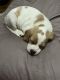 Beagle Puppies for sale in Louisville, KY 40214, USA. price: NA