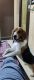 Beagle Puppies for sale in Lucknow, Uttar Pradesh, India. price: 20000 INR