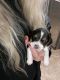 Beagle Puppies for sale in Colcord, OK 74338, USA. price: $2,200