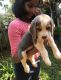 Beagle Puppies for sale in Edappally, Kochi, Kerala, India. price: 28000 INR