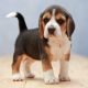 Beagle Puppies for sale in Cuttack, Odisha, India. price: 25000 INR