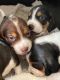 Beagle Puppies