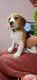 Beagle Puppies for sale in Jalandhar, Punjab, India. price: 18000 INR
