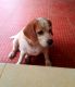 Beagle Puppies for sale in Ernakulam, Kerala, India. price: 20000 INR