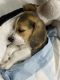 Beagle Puppies for sale in Lokhandwala Complex, Andheri West, Mumbai, Maharashtra 400047, India. price: 45000 INR
