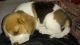 Beagle Puppies for sale in Delhi, India. price: 22000 INR