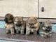 Beagle Puppies for sale in Kengeri Satellite Town, Bengaluru, Karnataka, India. price: 18000 INR