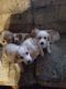 Beagle Puppies for sale in Lakefield, MN 56150, USA. price: $500