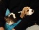 Beagle Puppies for sale in Delhi, India. price: 20000 INR