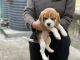 Beagle Puppies for sale in Delhi, India. price: 19000 INR