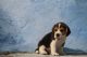 Beagle Puppies for sale in Nagpur, Maharashtra, India. price: 22000 INR