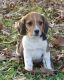Beagle Puppies for sale in Koshkonong, MO 65692, USA. price: $300