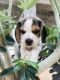 Beagle Puppies for sale in Boduppal, Hyderabad, Telangana, India. price: 35000 INR