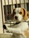 Beagle Puppies for sale in Sector 83, Gurugram, Haryana 122004, India. price: 15000 INR