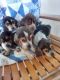 Beagle Puppies for sale in Tuttle, OK 73089, USA. price: $500