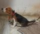 Beagle Puppies for sale in Manikonda Jagir, Telangana, India. price: 25000 INR