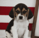 Beagle Puppies for sale in Los Angeles, CA, USA. price: $400