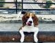 Beagle Puppies for sale in Mansarovar, Jaipur, Rajasthan, India. price: 10000 INR