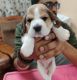 Beagle Puppies for sale in BTM 2nd Stage, Bengaluru, Karnataka, India. price: NA
