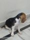 Beagle Puppies for sale in Rohini, New Delhi, Delhi, India. price: 20000 INR