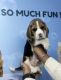 Beagle Puppies for sale in Airoli, Navi Mumbai, Maharashtra 400708, India. price: 10000 INR