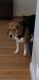 Beagle Puppies for sale in Chelmsford, MA, USA. price: $500