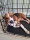 Beagle Puppies for sale in St Cloud, FL, USA. price: $1,500