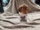 Beagle Puppies for sale in Miami, FL, USA. price: $1,200