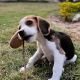 Beagle Puppies for sale in Gwalior, Madhya Pradesh, India. price: 14000 INR