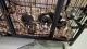 Beagle Puppies for sale in Vinayakapuram, Chennai, Tamil Nadu 600099, India. price: 25000 INR