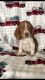 Beagle Puppies for sale in Bloomingburg, NY 12721, USA. price: $550