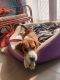 Beagle Puppies for sale in LOGIX BLOSSOMS ZEST, Sector 143, Noida, Uttar Pradesh 201305. price: 20000 INR