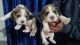 Beagle Puppies for sale in Meerut, Uttar Pradesh, India. price: 16000 INR
