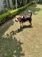 Beagle Puppies for sale in Greater Noida, Uttar Pradesh, India. price: NA