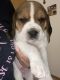 Beagle Puppies for sale in Lincoln, NE, USA. price: NA