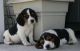Beagle Puppies for sale in Los Angeles, CA, USA. price: $700