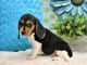 Beagle Puppies for sale in San Diego, CA, USA. price: $700