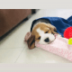Beagle Puppies for sale in Nacharam - Mallapur Rd, Industrial Development Area, Nacharam, Secunderabad, Telangana, India. price: 20000 INR