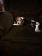 Beagle Puppies for sale in Weirton, WV 26062, USA. price: $400
