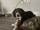 Beagle Puppies for sale in 695 Pineloch Dr, Webster, TX 77598, USA. price: $800
