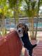Beagle Puppies for sale in Bavdhan, Pune, Maharashtra, India. price: 25000 INR