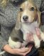 Beagle Puppies for sale in LaGrange, IN 46761, USA. price: NA